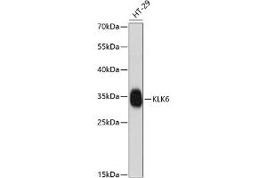 Western blot analysis of extracts of HT-29 cells, using KLK6 antibody  at 1:1000 dilution. (Kallikrein 6 anticorps  (C-Term))