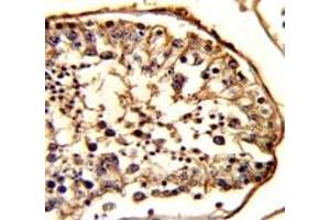 IHC analysis of FFPE human testis stained with beta-Tubulin antibody