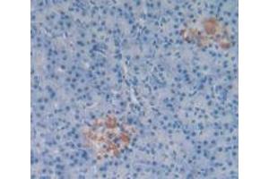 Detection of SP in Human Pancreas Tissue using Polyclonal Antibody to Substance P (SP) (Substance P anticorps)