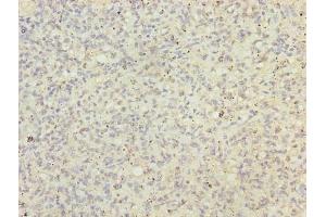 Immunohistochemistry of paraffin-embedded human spleen tissue using ABIN7165150 at dilution of 1:100