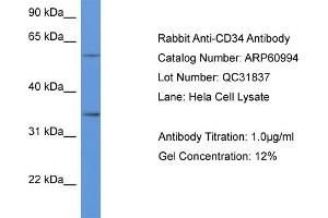 Western Blotting (WB) image for anti-CD34 (CD34) (C-Term) antibody (ABIN2788647) (CD34 anticorps  (C-Term))