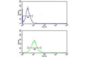 CD166 antibody flow cytometric analysis of NCI-H292 cells (green) compared to a negative control (blue).
