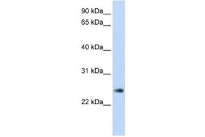Western Blotting (WB) image for anti-Thymocyte Nuclear Protein 1 (THYN1) antibody (ABIN2459839) (THYN1 anticorps)