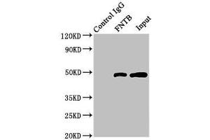Immunoprecipitating FNTB in HepG2 whole cell lysate Lane 1: Rabbit control IgG (1 μg) instead of ABIN7165586 in HepG2 whole cell lysate.