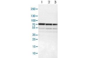 Western blot analysis of Lane 1: NIH-3T3 cell lysate (Mouse embryonic fibroblast cells), Lane 2: NBT-II cell lysate (Rat Wistar bladder tumour cells), Lane 3: PC12 cell lysate (Pheochromocytoma of rat adrenal medulla) with SNW1 polyclonal antibody  at 1:100-1:500 dilution. (SNW1 anticorps)