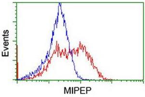 Image no. 10 for anti-Mitochondrial Intermediate Peptidase (MIPEP) (AA 174-516) antibody (ABIN1491015)