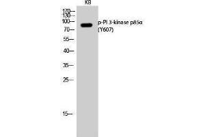 Western Blotting (WB) image for anti-Phosphoinositide 3 Kinase, p85 alpha (PI3K p85a) (pTyr607) antibody (ABIN3182646) (PIK3R1 anticorps  (pTyr607))