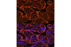 Immunofluorescence analysis of Human placenta using FSTL1 antibody (ABIN7267227) at dilution of 1:100.