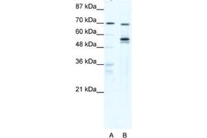 Western Blotting (WB) image for anti-DEAD (Asp-Glu-Ala-Asp) Box Polypeptide 55 (DDX55) antibody (ABIN2461356) (DDX55 anticorps)