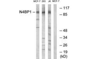 Western Blotting (WB) image for anti-NEDD4 Binding Protein 1 (N4BP1) (AA 383-432) antibody (ABIN2890450) (N4BP1 anticorps  (AA 383-432))