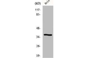 Western Blot analysis of RAW264. (GIMAP4 anticorps  (Internal Region))