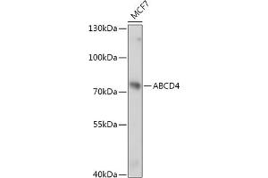 Western blot analysis of extracts of MCF7 cells, using  antibody (ABIN7265738) at 1:1000 dilution. (ABCD4 anticorps  (AA 100-280))