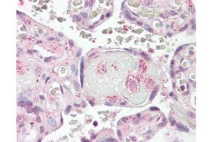 Anti-LYN antibody IHC of human placenta. (LYN anticorps  (AA 39-58))
