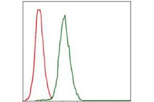 Image no. 1 for anti-Replication Protein A1, 70kDa (RPA1) antibody (ABIN1500741) (RPA1 anticorps)