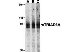 Western Blotting (WB) image for anti-Ring Finger Protein 216 (RNF216) (N-Term) antibody (ABIN1031641)