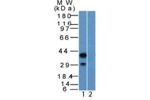 Western Blot of HEK293 lysate (1) Absence and (2) Presence of immunizing peptide p40 Rabbit PAb. (p63 anticorps  (AA 5-17))
