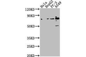Western Blot Positive WB detected in: Hela whole cell lysate, HepG2 whole cell lysate, PC-3 whole cell lysate, A549 whole cell lysate All lanes: TNS4 antibody at 1:1000 Secondary Goat polyclonal to rabbit IgG at 1/50000 dilution Predicted band size: 77 kDa Observed band size: 77 kDa