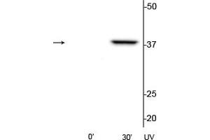 Western blot of HeLa cell lysates that had been treated with UV (~254 nm) for 0’ or 30’ showing the specific immunolabeling of the ~39 kDa p38 MAPK protein phosphorylated at Thr180/Tyr182.