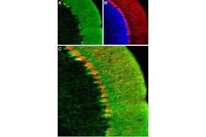 Expression of HCN1 in mouse cerebellumImmunohistochemical staining mouse cerebellum using Anti-HCN1 Antibody (ABIN7043278, ABIN7044970 and ABIN7044971).