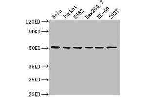 Western Blot Positive WB detected in: Hela whole cell lysate, Jurkat whole cell lysate, K562 whole cell lysate, Raw264.
