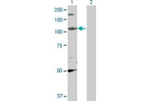 Western Blot analysis of PPFIBP2 expression in transfected 293T cell line by PPFIBP2 MaxPab polyclonal antibody. (PPFIBP2 anticorps  (AA 1-876))