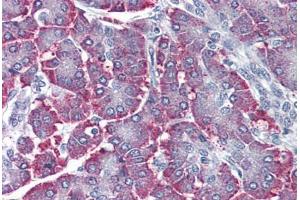 Human Pancreas (formalin-fixed, paraffin-embedded) stained with SGK2 antibody ABIN410773 followed by biotinylated goat anti-rabbit IgG secondary antibody ABIN481713, alkaline phosphatase-streptavidin and chromogen.