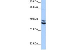 WB Suggested Anti-MDFIC Antibody Titration:  0. (MDFIC anticorps  (Middle Region))