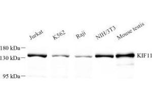Western blot analysis of KIF11 (ABIN7074437) at dilution of 1: 500 (KIF11 anticorps)