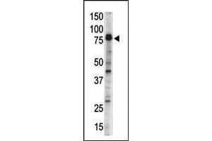 Western blot analysis of DCKL1 Antibody (N-term) (ABIN391323 and ABIN2841353) in mouse brain tissue lysate.
