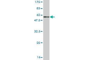 Western Blot detection against Immunogen (54.