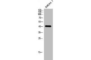 Western Blot analysis of RAW264. (GPS2 anticorps  (N-Term))