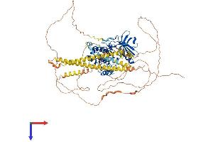 AlphaFold protein structure predicition of Mouse Recombinant Mylk3 Protein, UniprotID Q3UIZ8