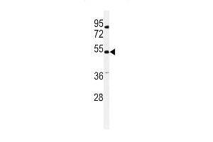 Western blot analysis of KCNG3 Antibody (N-term) (ABIN651145 and ABIN2840097) in mouse liver tissue lysates (35 μg/lane).
