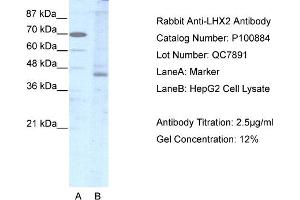WB Suggested Anti-LHX2  Antibody Titration: 2.