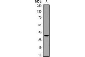 Western blot analysis of KCNE1 expression in RAW264. (KCNE1 anticorps)