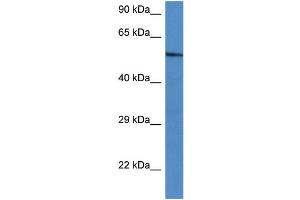 WB Suggested Anti-Zbtb43 Antibody   Titration: 1. (ZBTB43 anticorps  (C-Term))