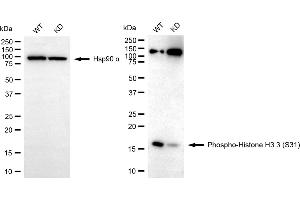 Western blotting analysis using phospho-histone H3.