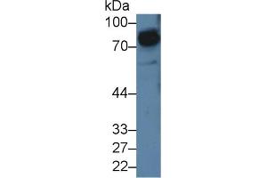 Western Blot; Sample: Rat Cerebrum lysate; Primary Ab: 5µg/ml Rabbit Anti-Rat SIRPa Antibody Second Ab: 0.