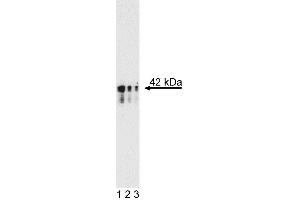 Western blot analysis of anti-mouse Nanog. (Nanog anticorps)