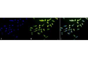 Immunocytochemistry/Immunofluorescence analysis using Mouse Anti-Hsc70 (Hsp73) Monoclonal Antibody, Clone 1F2-H5 (ABIN361800 and ABIN361801).