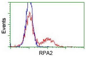 Image no. 1 for anti-Replication Protein A2, 32kDa (RPA2) antibody (ABIN1500738) (RPA2 anticorps)