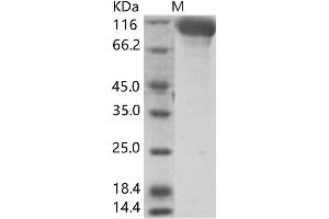 Glyco protein (Fc Tag)