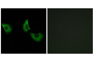 Immunofluorescence analysis of A549 cells, using EFEMP2 antibody. (FBLN4 anticorps  (Internal Region))