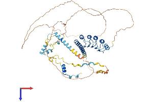 AlphaFold protein structure predicition of Human Recombinant LMOD1 Protein, UniprotID P29536
