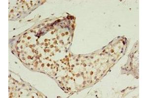Immunohistochemistry of paraffin-embedded human testis tissue using ABIN7163399 at dilution of 1:100 (PRTFDC1 anticorps  (AA 2-225))