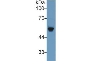 Western blot analysis of Rat Serum, using Rat bACE2 Antibody (1 µg/ml) and HRP-conjugated Goat Anti-Rabbit antibody (
