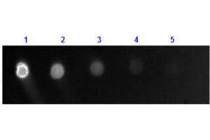 Dot Blot results of Goat Anti-Dog IgG Antibody Fluorescein Conjugate. (Chèvre anti-Chien IgG (Heavy & Light Chain) Anticorps (FITC) - Preadsorbed)