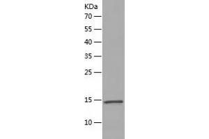 Western Blotting (WB) image for Small Nuclear Ribonucleoprotein Polypeptide E (SNRPE) (AA 1-92) protein (His tag) (ABIN7125133)