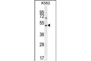 RGS7 Antibody (C-term) (ABIN655954 and ABIN2845340) western blot analysis in K562 cell line lysates (35 μg/lane). (RGS7 anticorps  (C-Term))