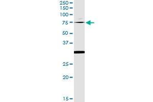 Immunoprecipitation of OXSR1 transfected lysate using anti-OXSR1 monoclonal antibody and Protein A Magnetic Bead , and immunoblotted with OXSR1 MaxPab rabbit polyclonal antibody. (OXSR1 anticorps  (AA 351-450))